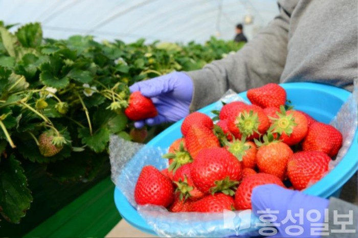 지난 2월 19일 홍성군 금마면 딸기 농가에서 아리향 딸기를 수확하고 있다 (1).jpg