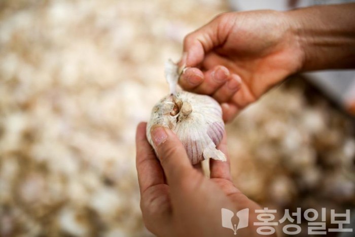 6일 (마늘독립 홍성 홍산마늘, 대한민국 최고 마늘 선언’_지난해 한 농가에서 수확한 홍산마늘) 1.jpg