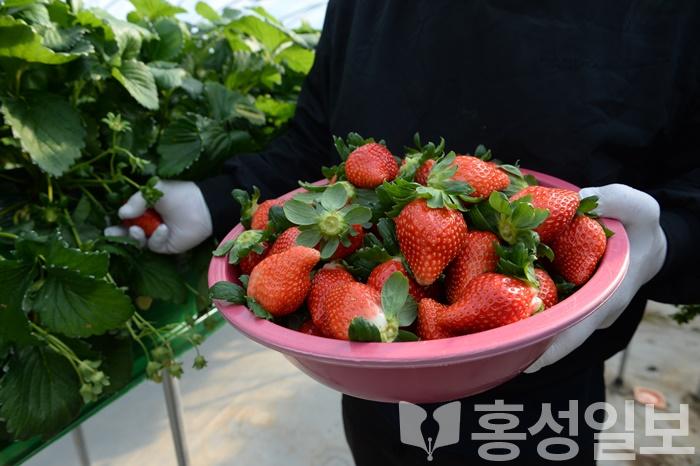 16일 (홍성군, 신품종 프리미엄 딸기 ‘홍희’로 국내시장 출사표) 2.JPG