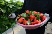 홍성군의 프리미엄 딸기 ‘홍희’, 국내시장에 본격 출사표